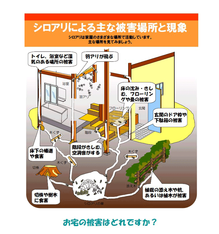 シロアリ被害イラスト図