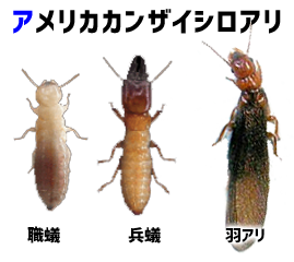 アメリカカンザイシロアリの特徴