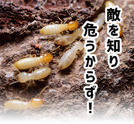 シロアリの生態とその実態